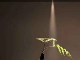 Den-LED-am-tran-spotlight-chieu-diem-roi-goc-chieu-hep-5W-anh2 Den-LED-am-tran-spotlight-chieu-diem-roi-goc-chieu-hep-5W-anh2